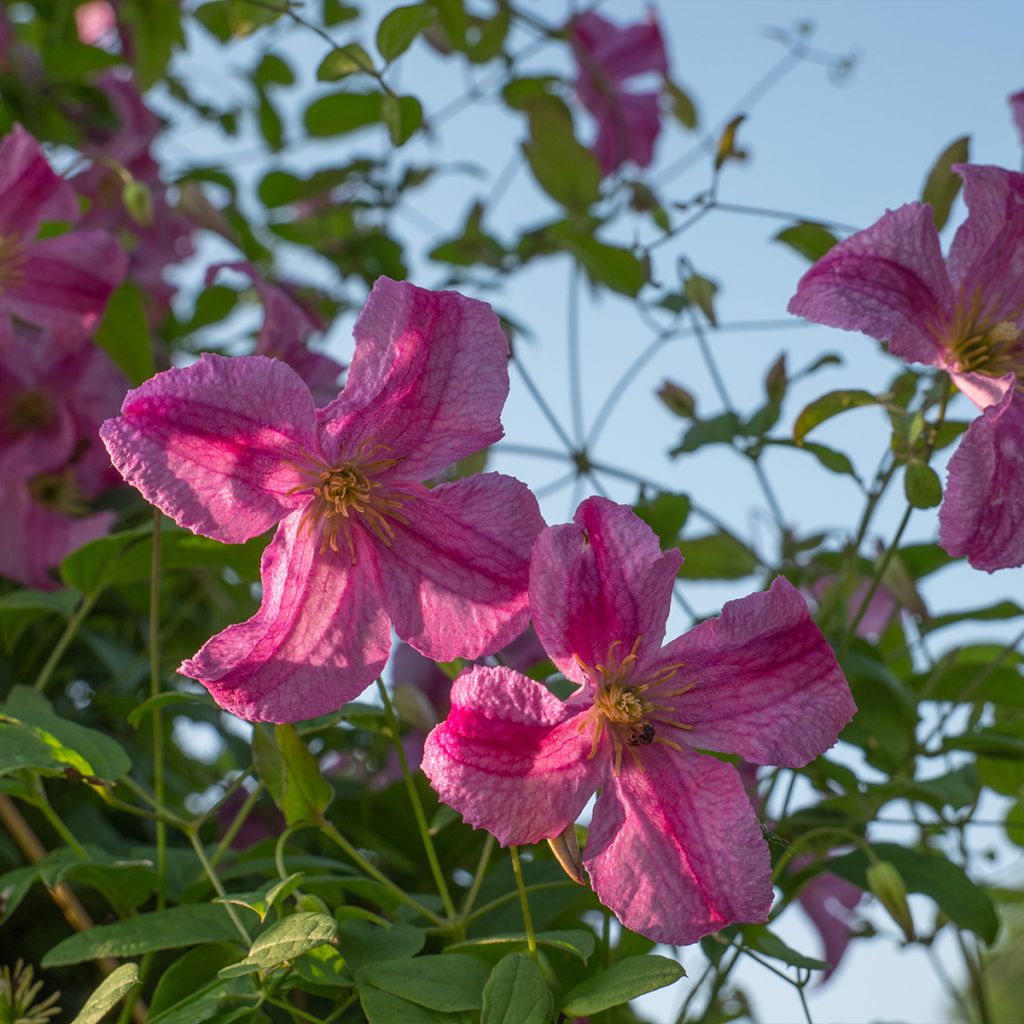 Clematis Krakowiak