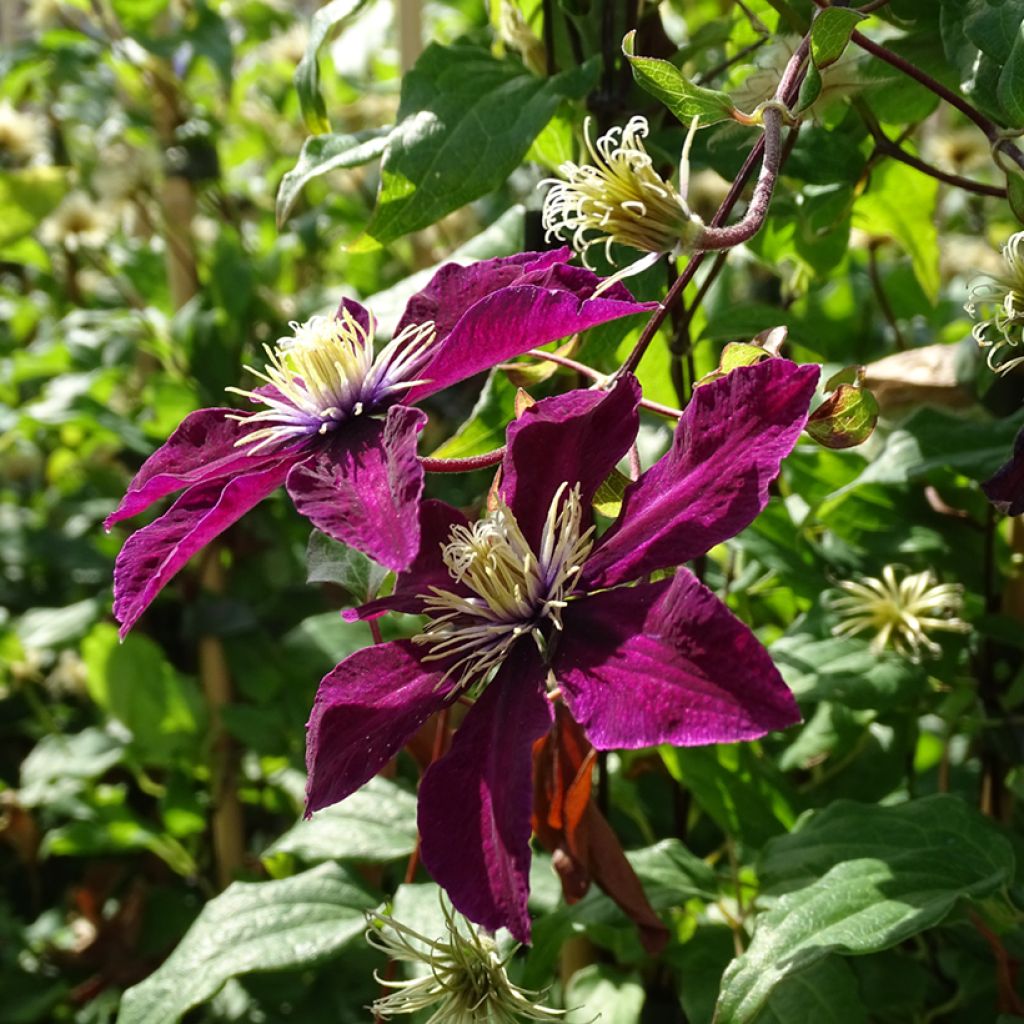 Clematis Madame Julia Correvon
