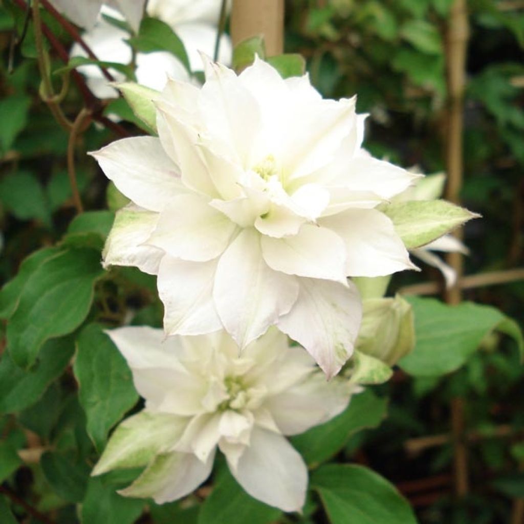 Clematis patens Dancing Dorien 