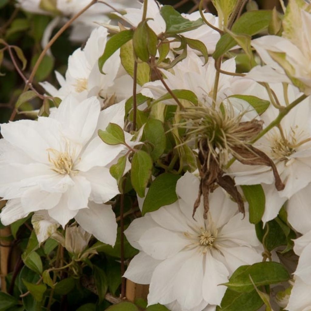 Clematis patens Dancing Dorien 