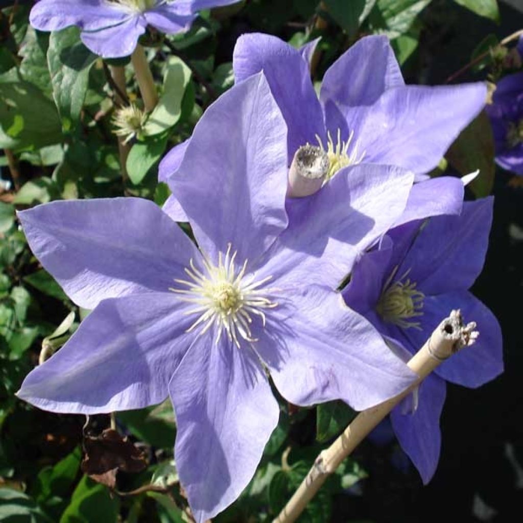 Clematis patens Fujimusume