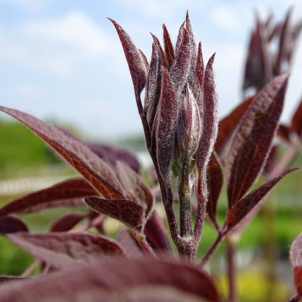 Clematis recta Purpurea