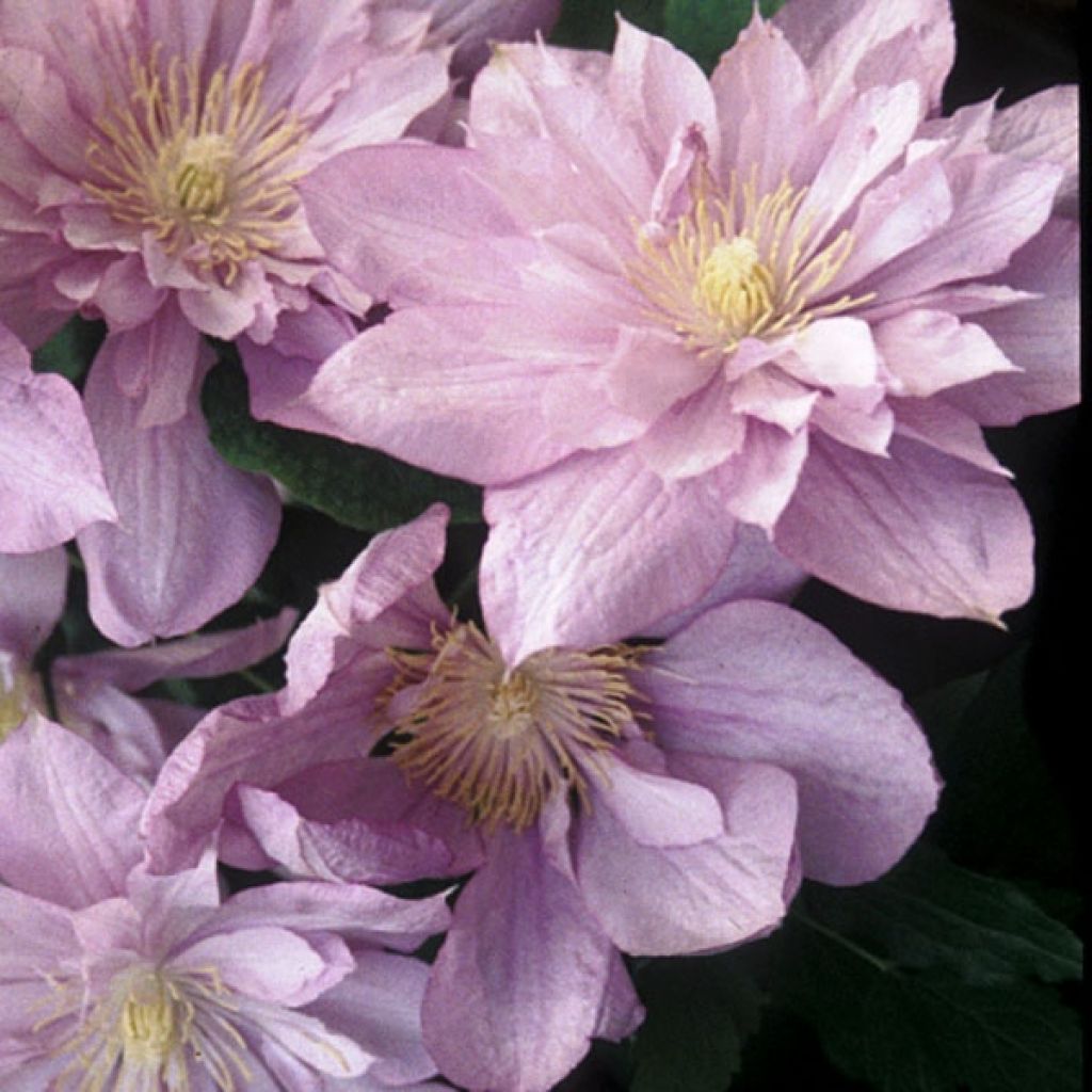Clematis patens Proteus