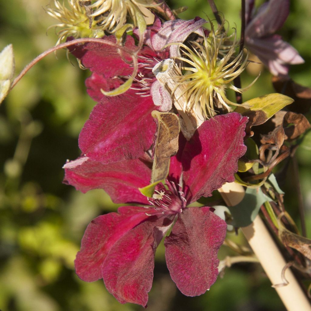 Clematis patens Ruutel