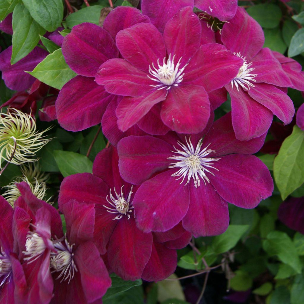 Clematis jackmanii Rouge Cardinal