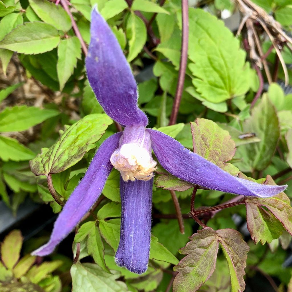 Clematis atragene alpina Blue Dancer