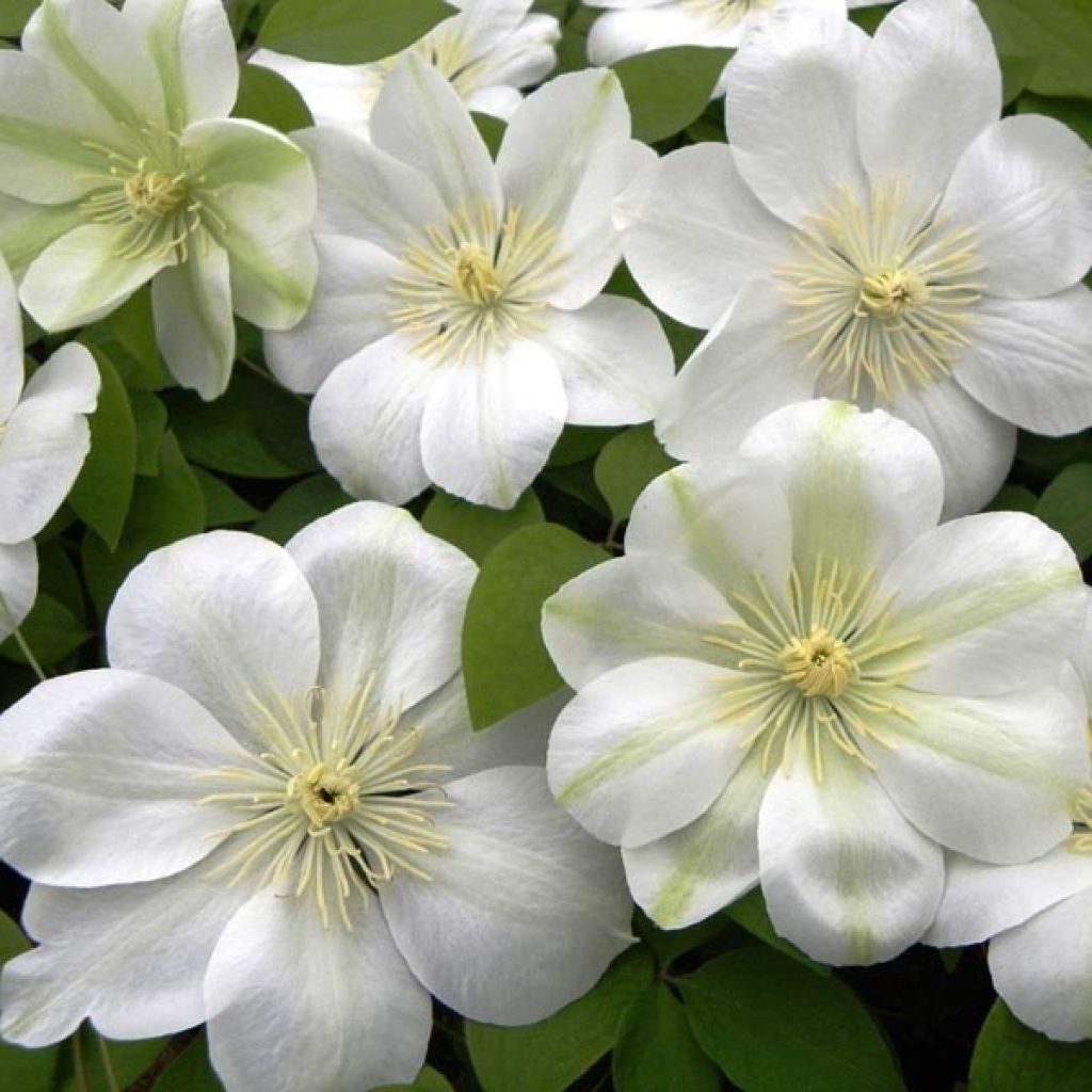 Clematis patens Guernsey Cream