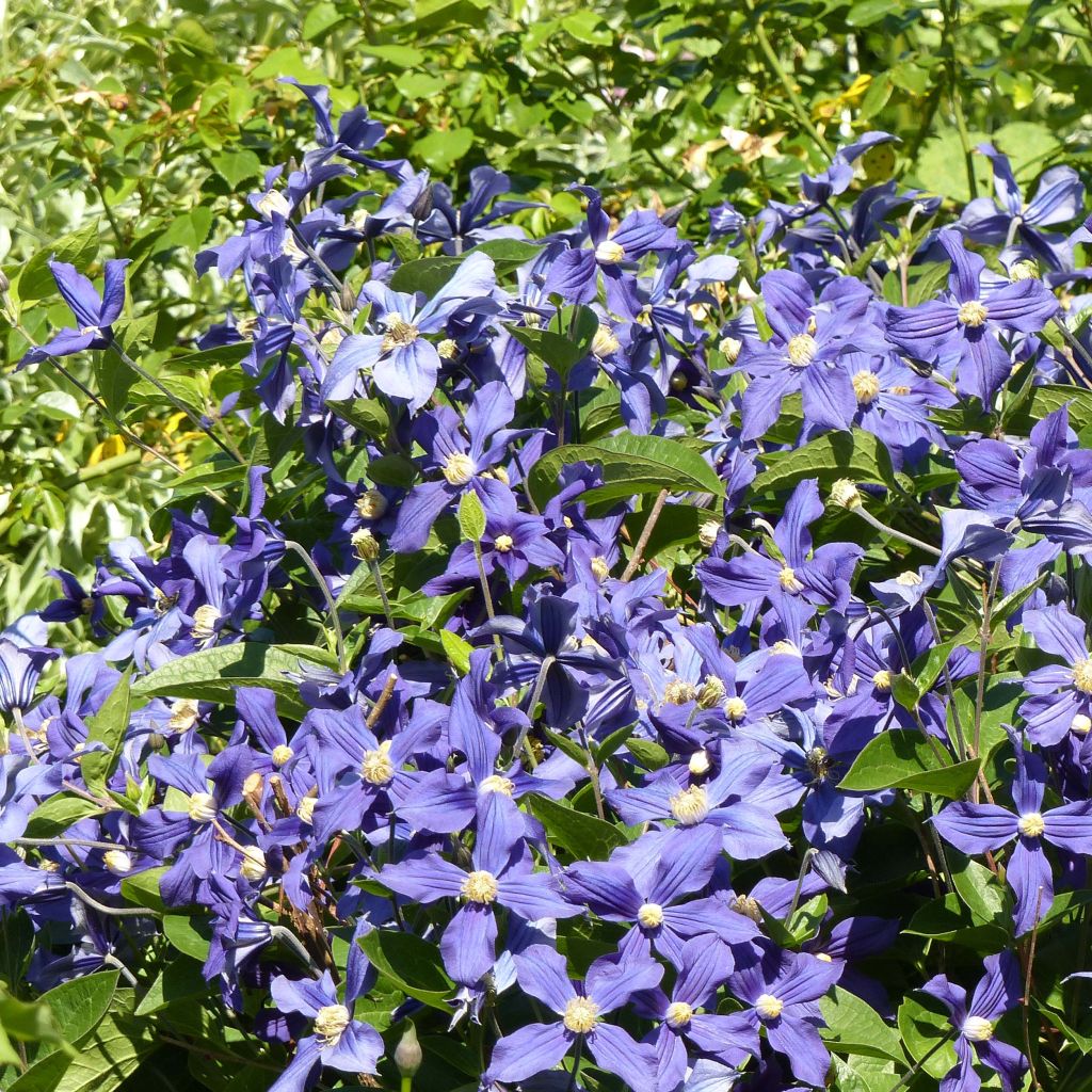 Clematis x durandii