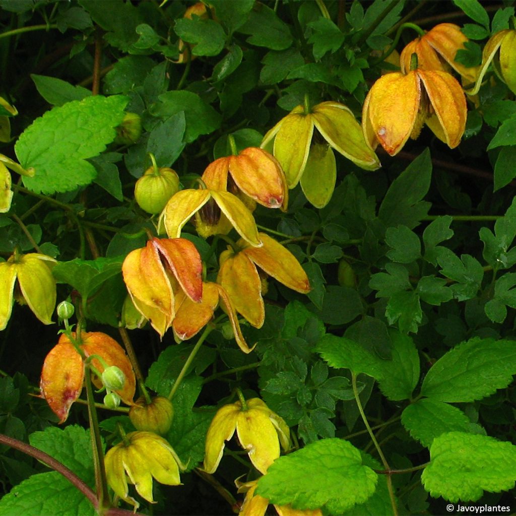 Clematis tangutica Red Balloon