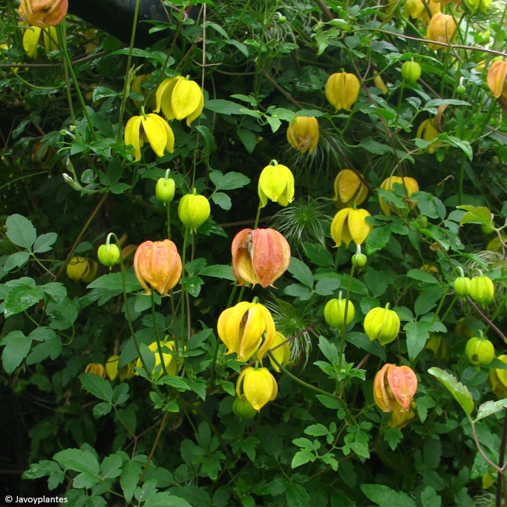 Clematis tangutica Red Balloon