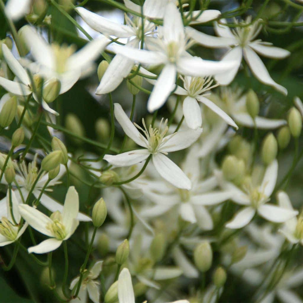 Clematis Southern Cross