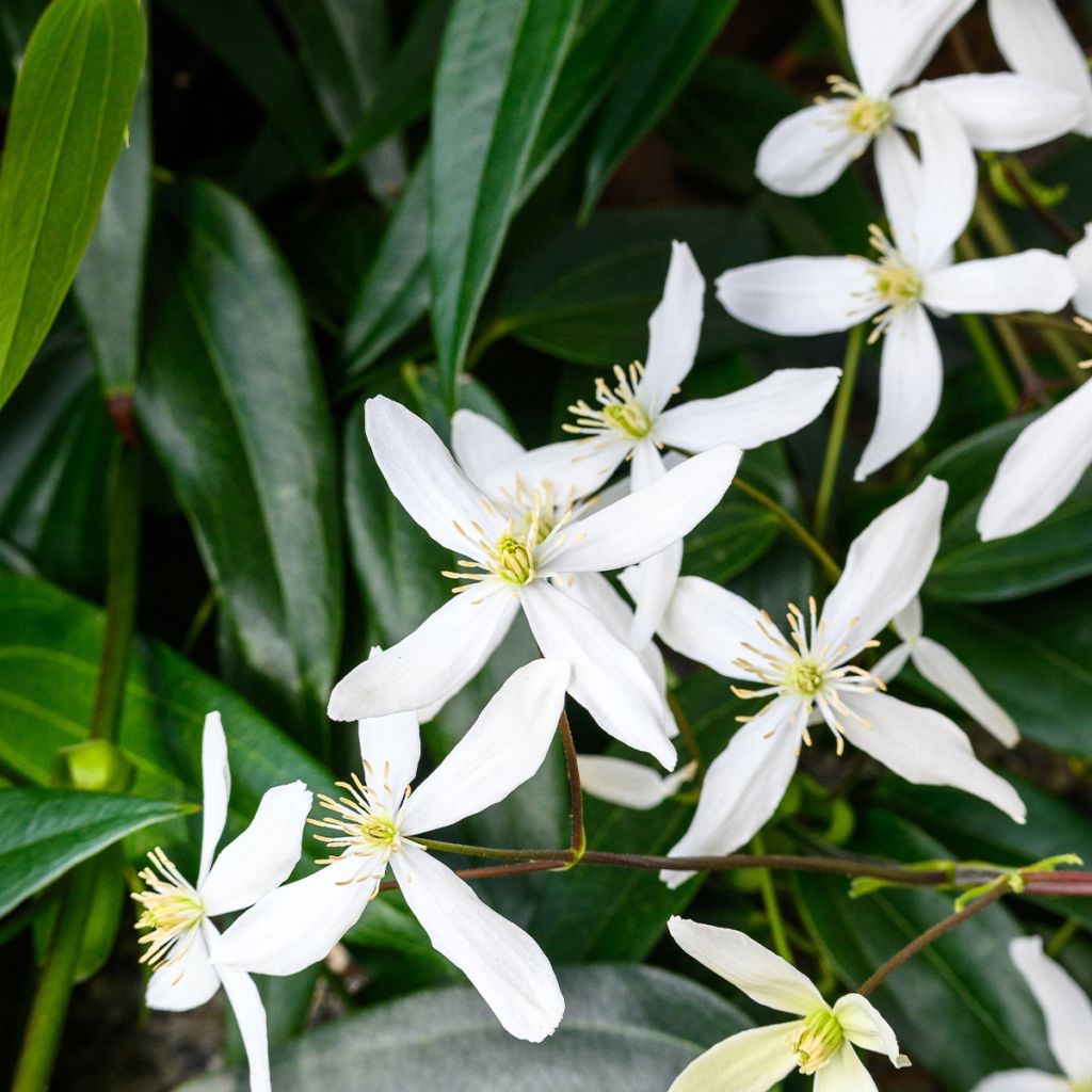 Clematis Southern Cross