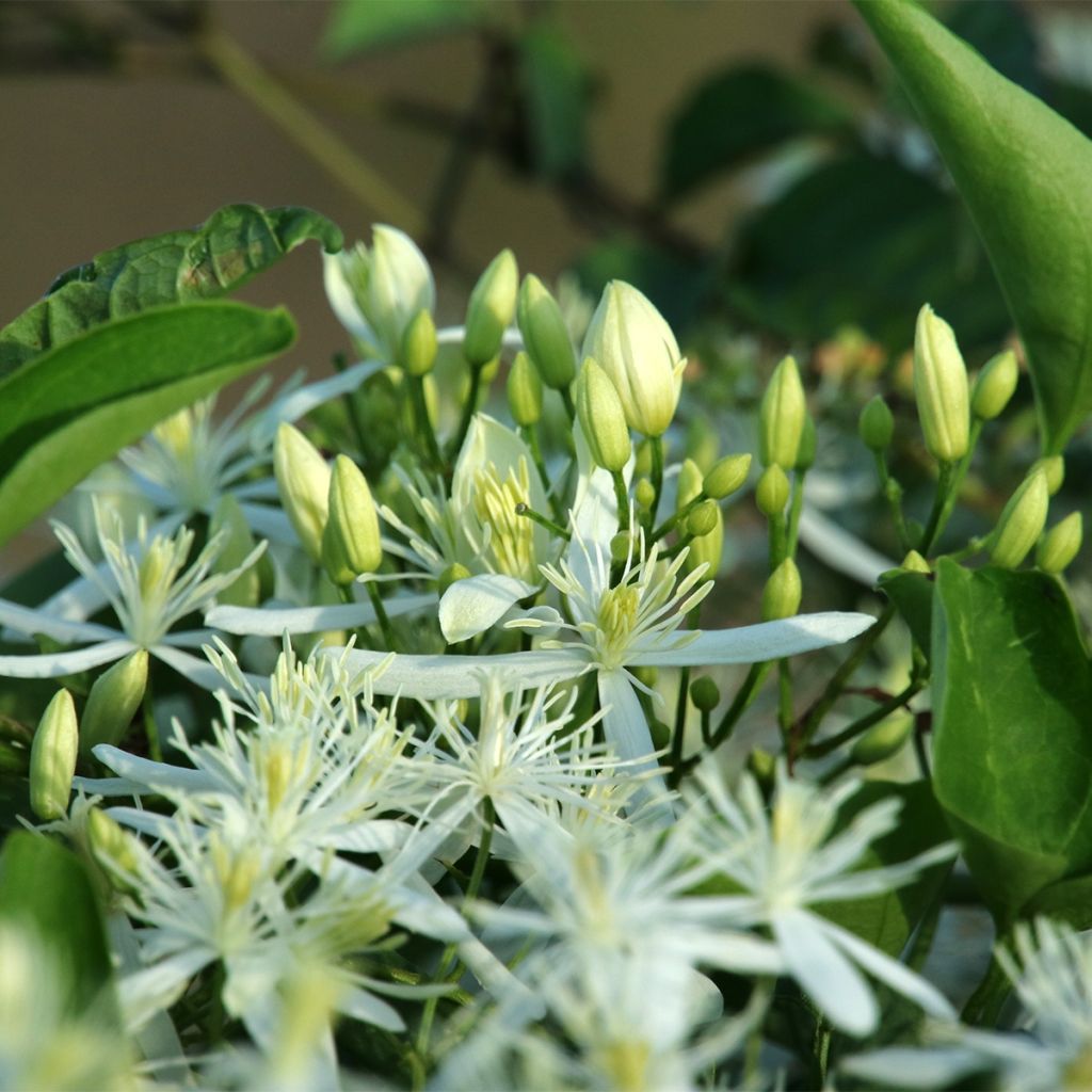 Clematis Southern Cross