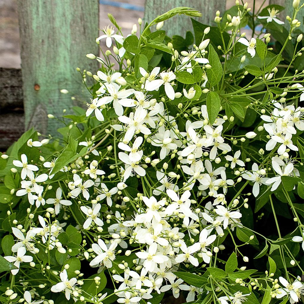 Clematis Southern Cross