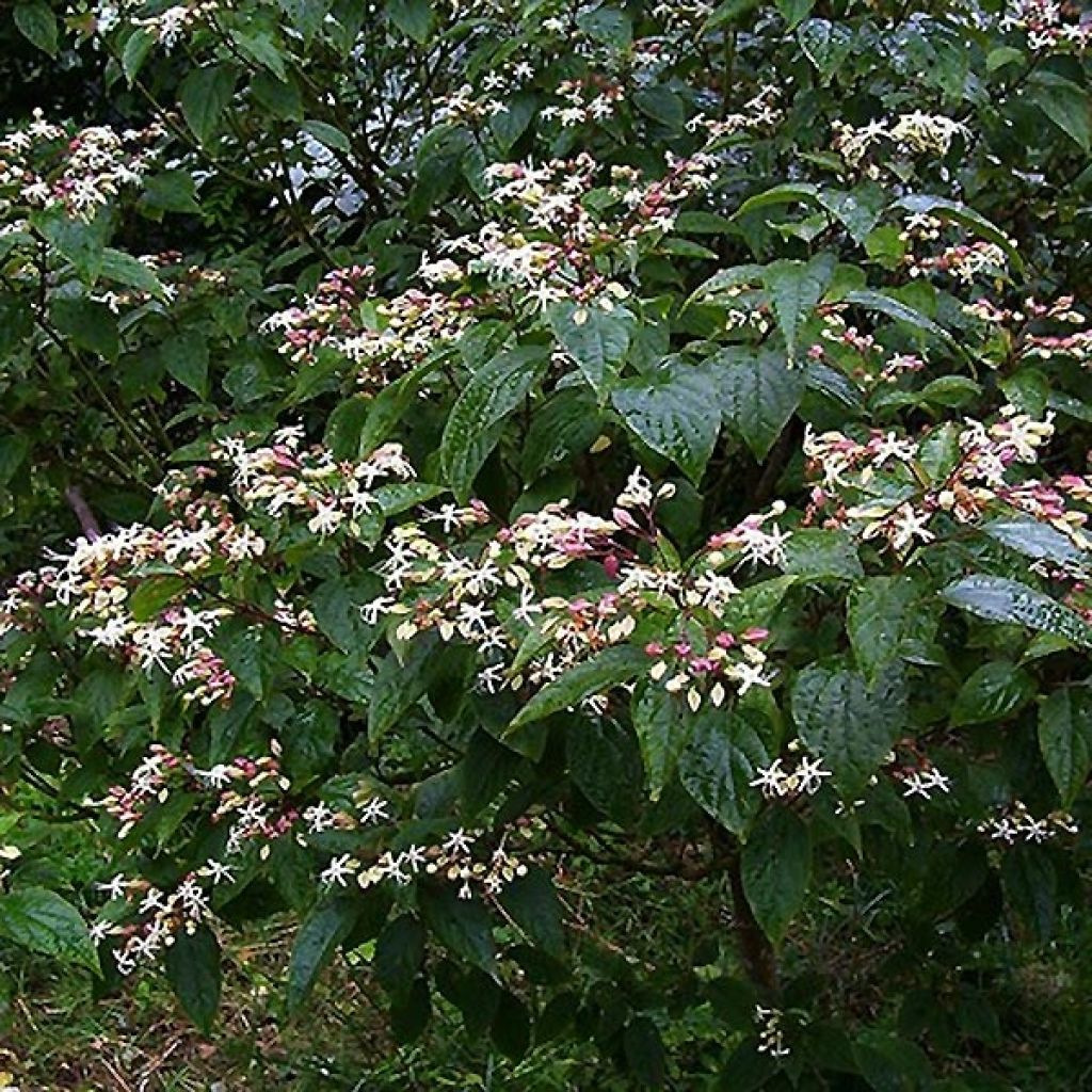 Clerodendrum trichotomum Fargesii