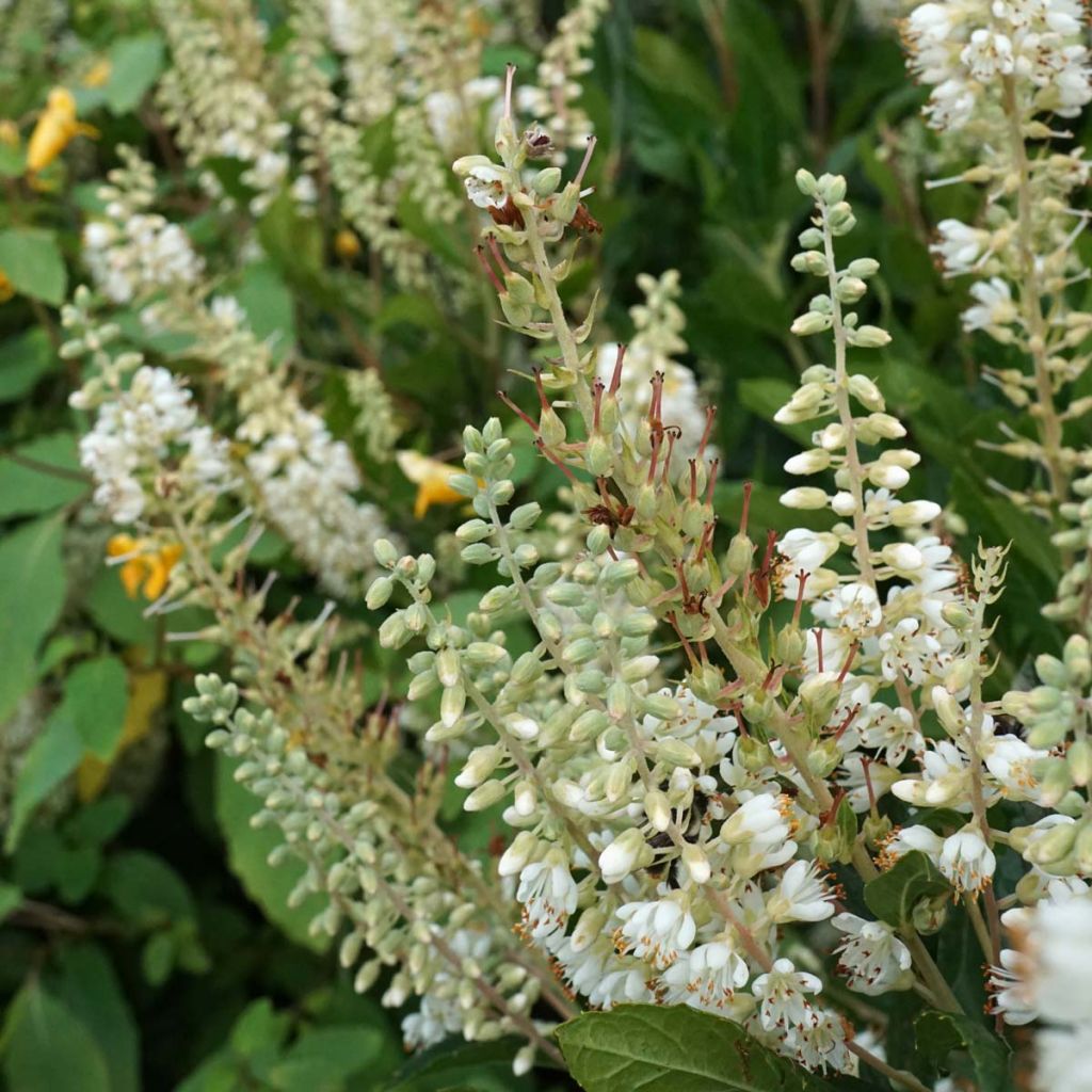 Clethra alnifolia Hummingbird