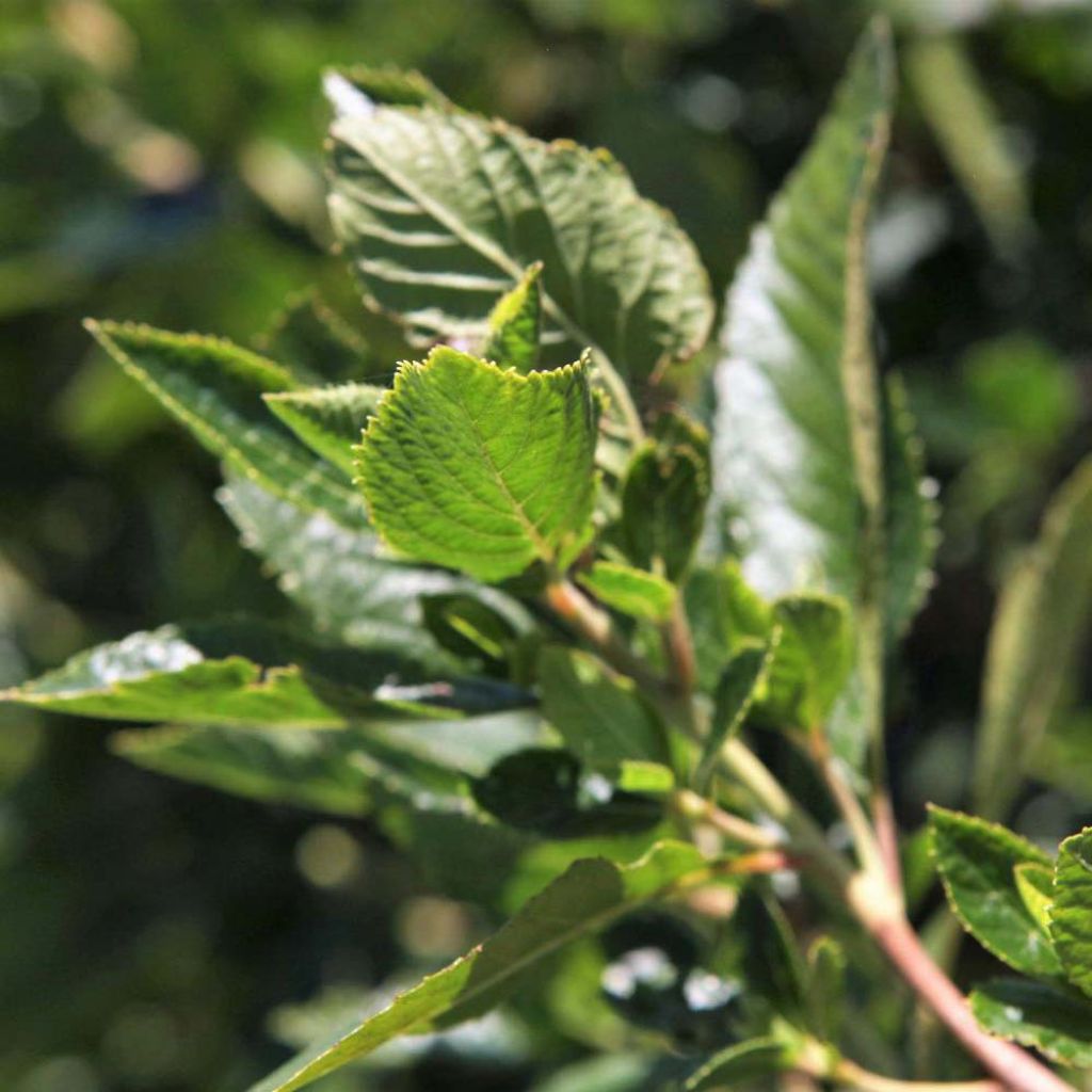 Clethra alnifolia Vanilla Spice