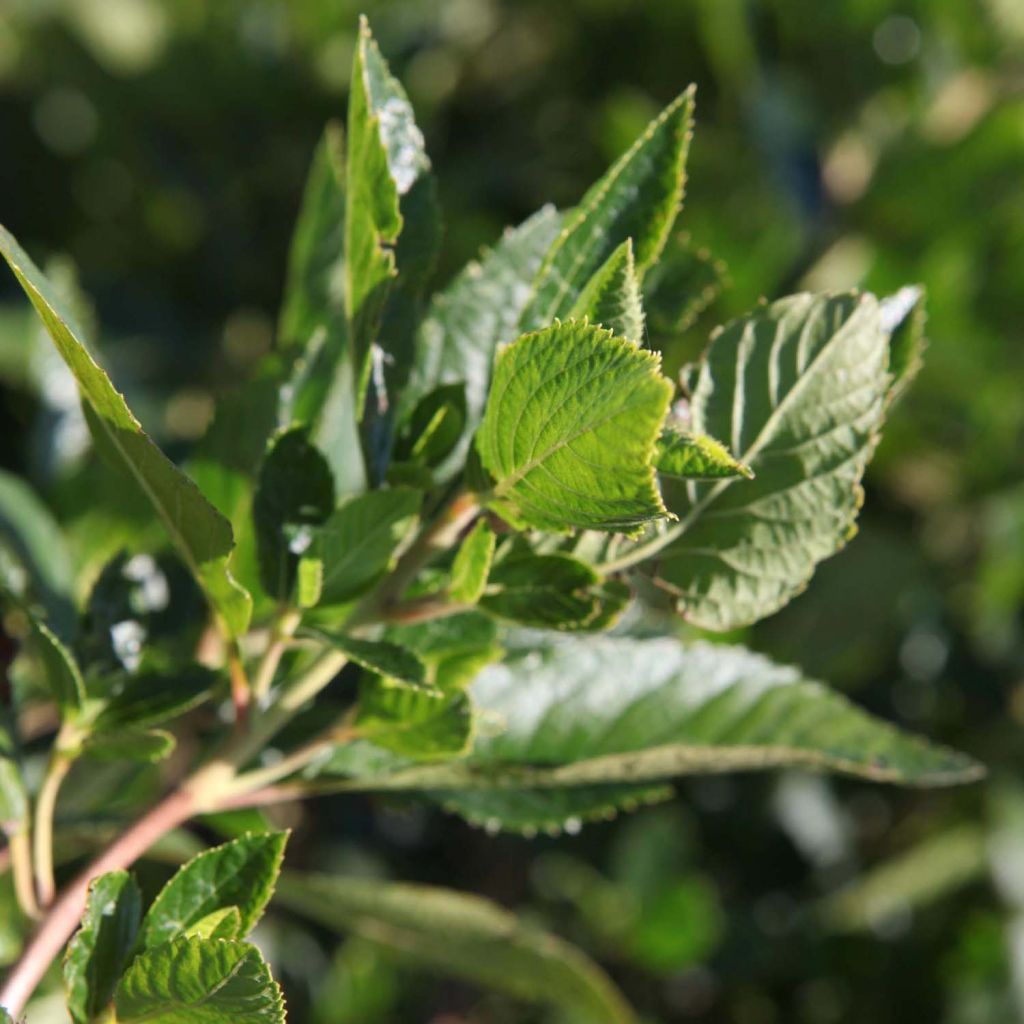 Clethra alnifolia Vanilla Spice