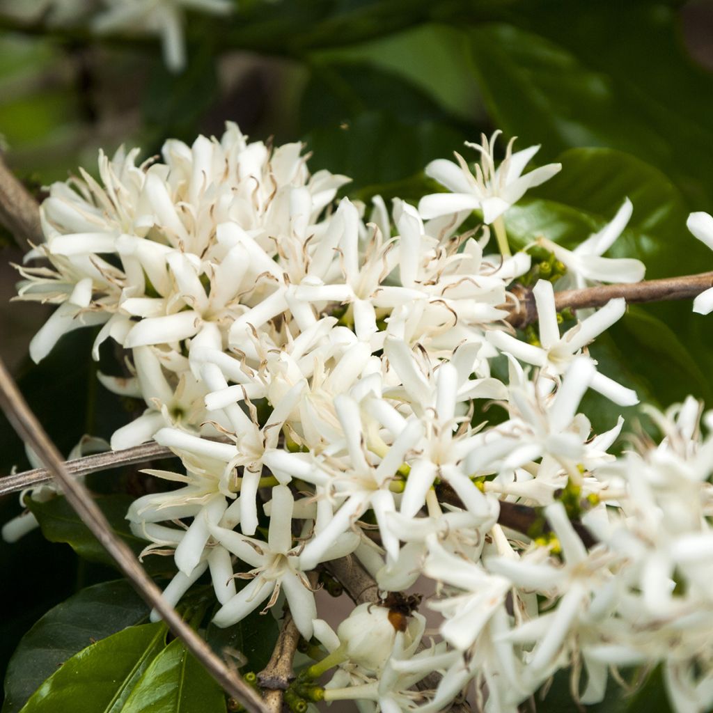 Coffea arabica