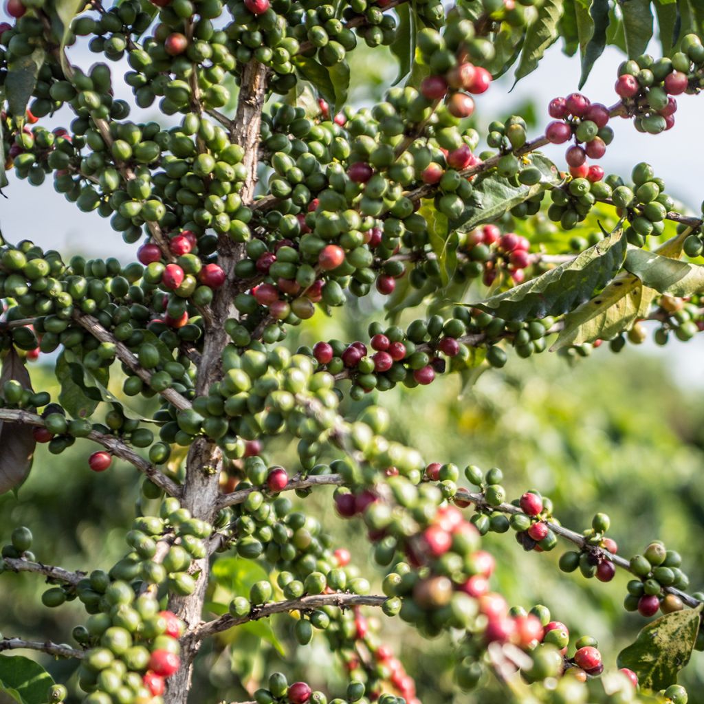 Coffea arabica