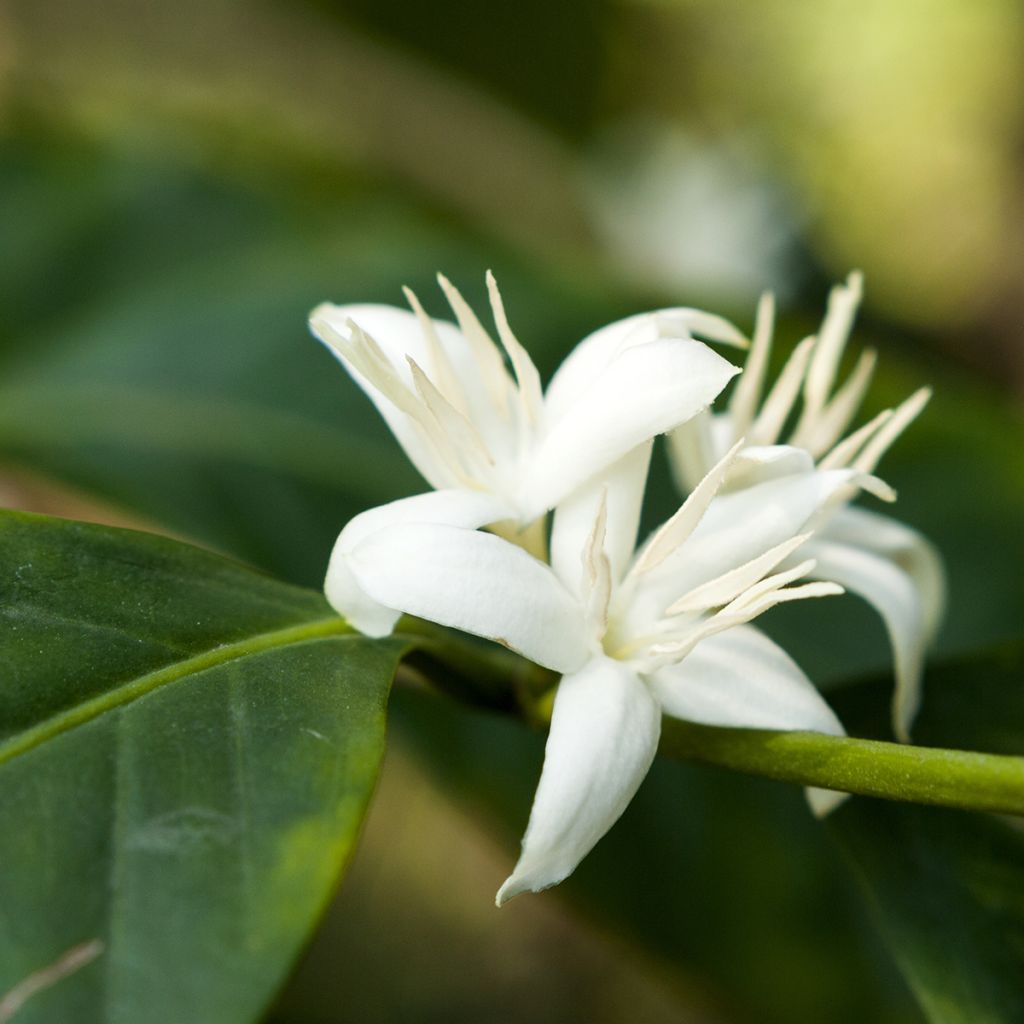 Coffea arabica