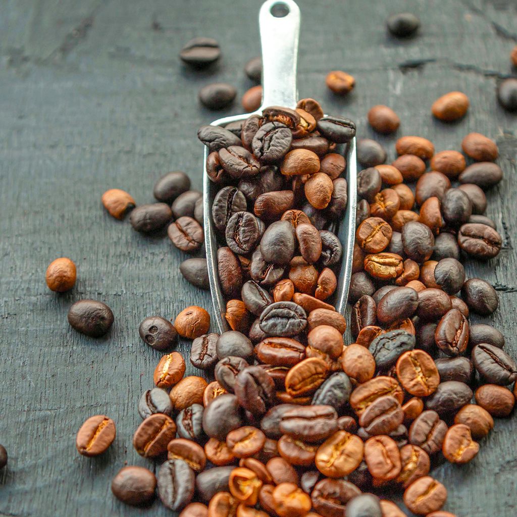 Coffea arabica