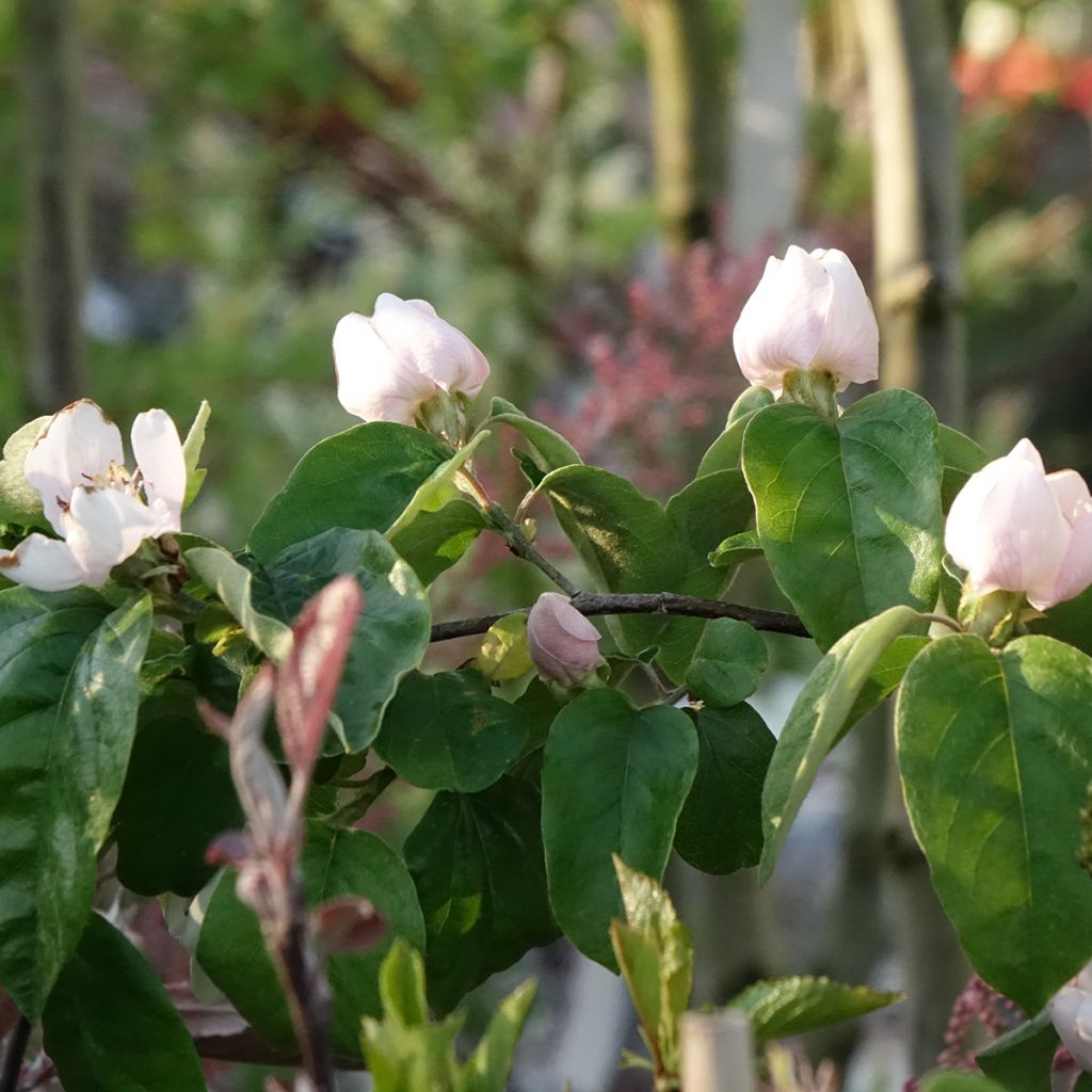 Quince Aromatnaya - Cydonia oblonga
