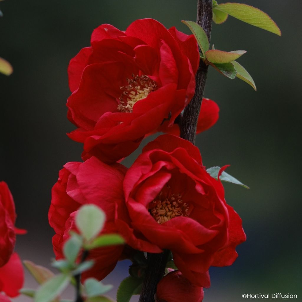 Chaenomeles Double Delice Love - Japanese quince