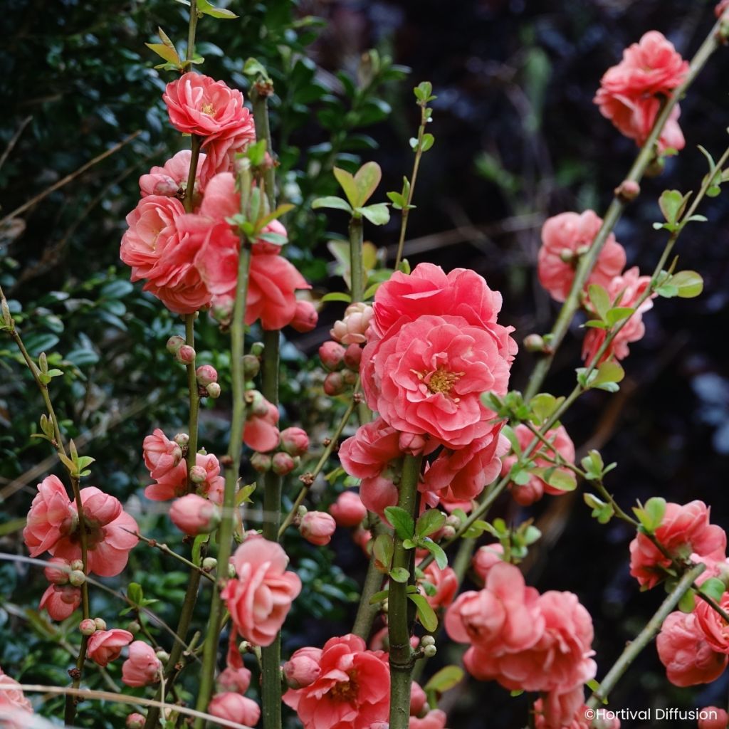 Chaenomeles speciosa Double Delice Passion - Japanese quince