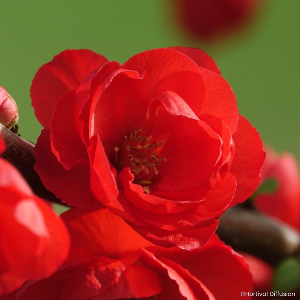 Chaenomeles speciosa Rouge Baiser - Japanese quince