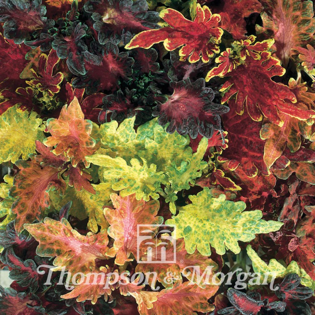Solenostemon Dragon Sunset & Volcano Mixed