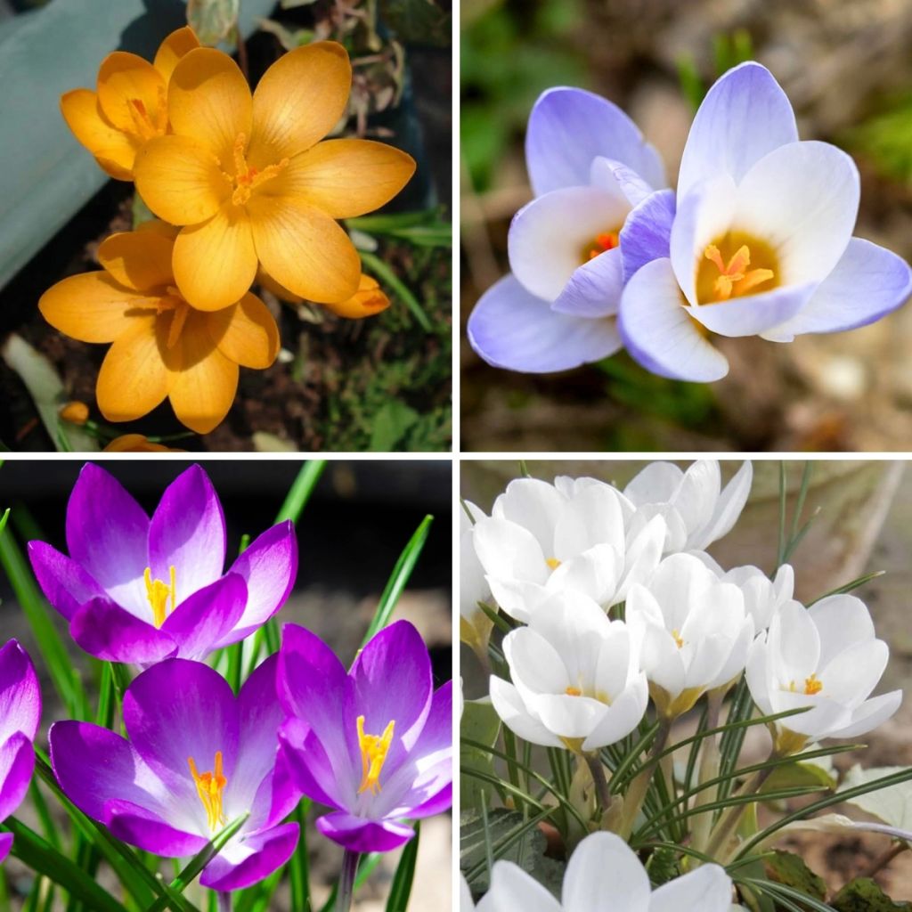 Collection of 115 Botanical Crocuses