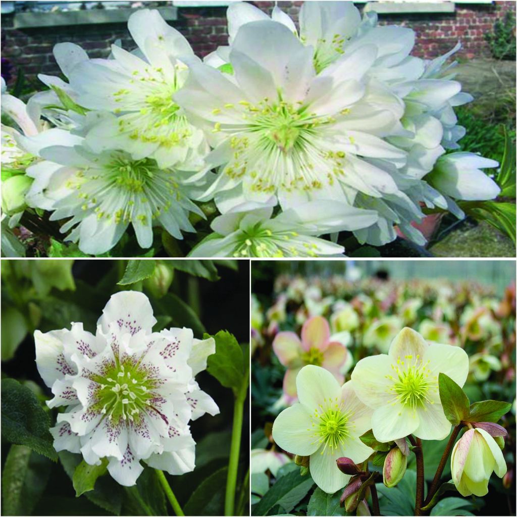 Neck 3 White Hellebores
