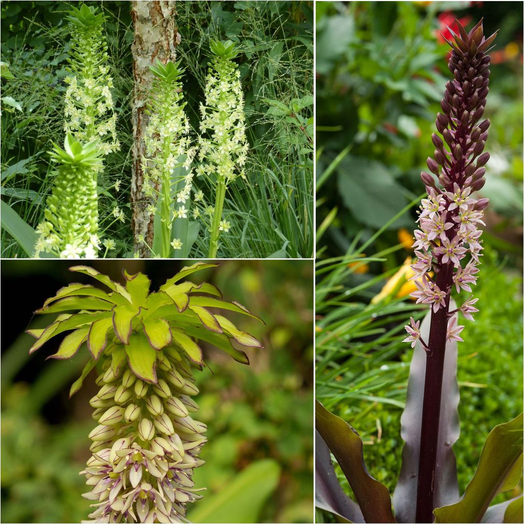 A Collection of Five Eucomis