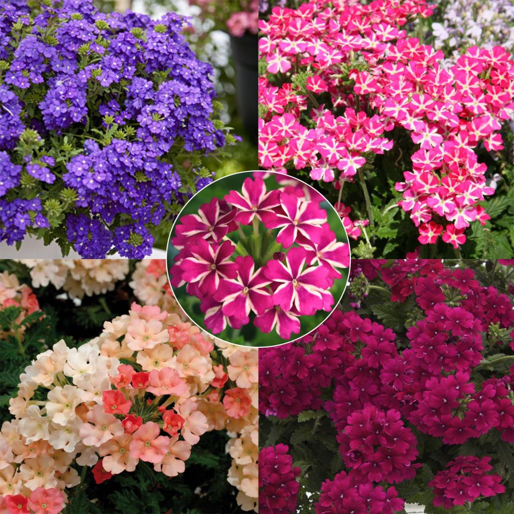Collection of 5 Star Vervain
