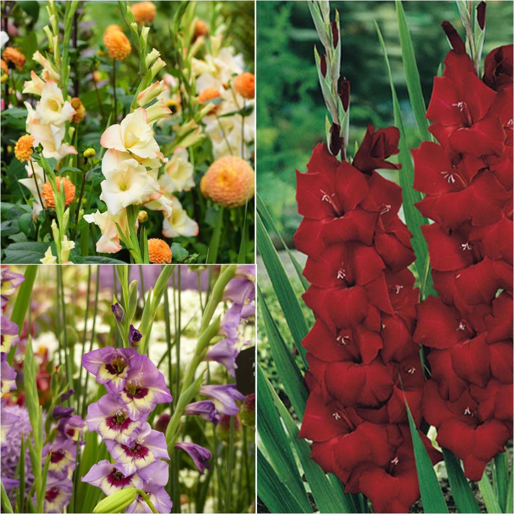 60 Harlequin Gladioli Collection