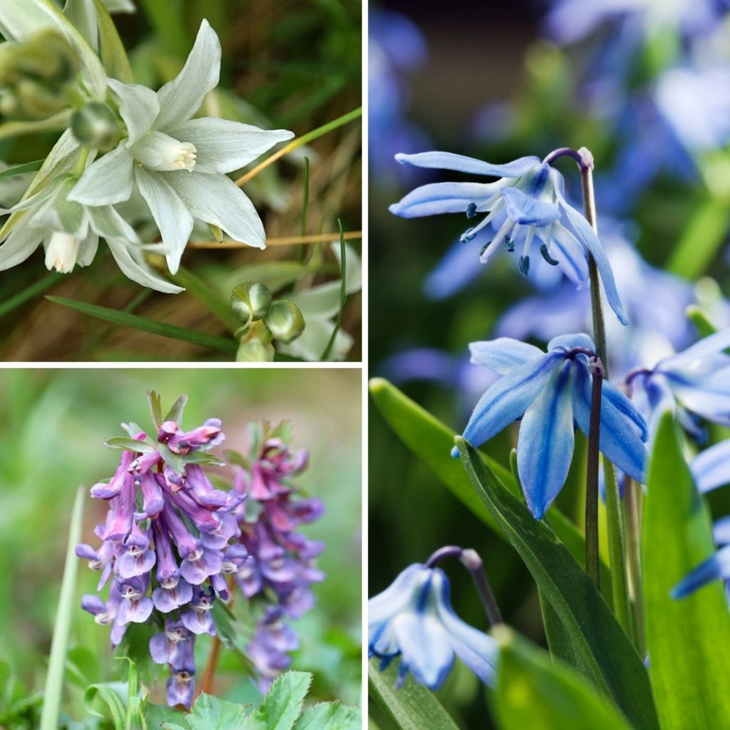 Collection of Bulbs to Naturalise in the Shade