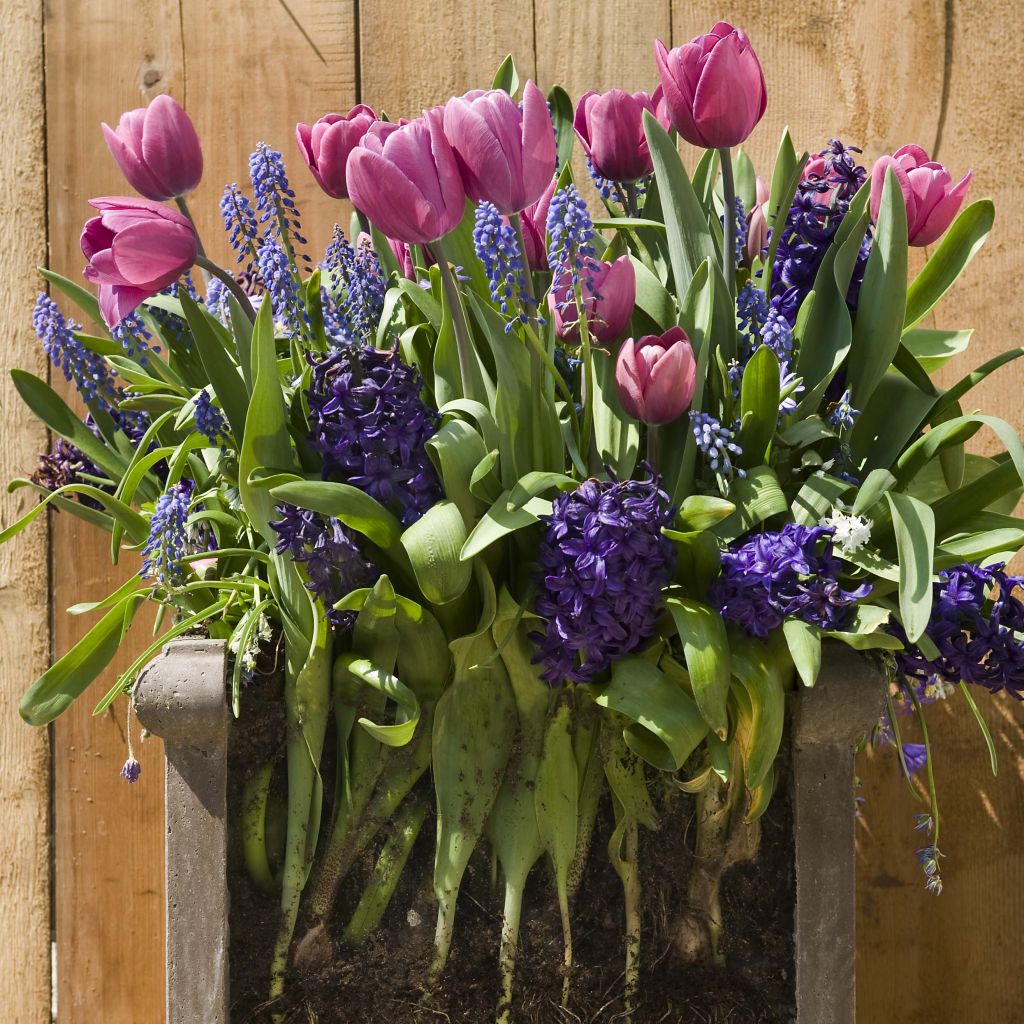 Bulb Collection