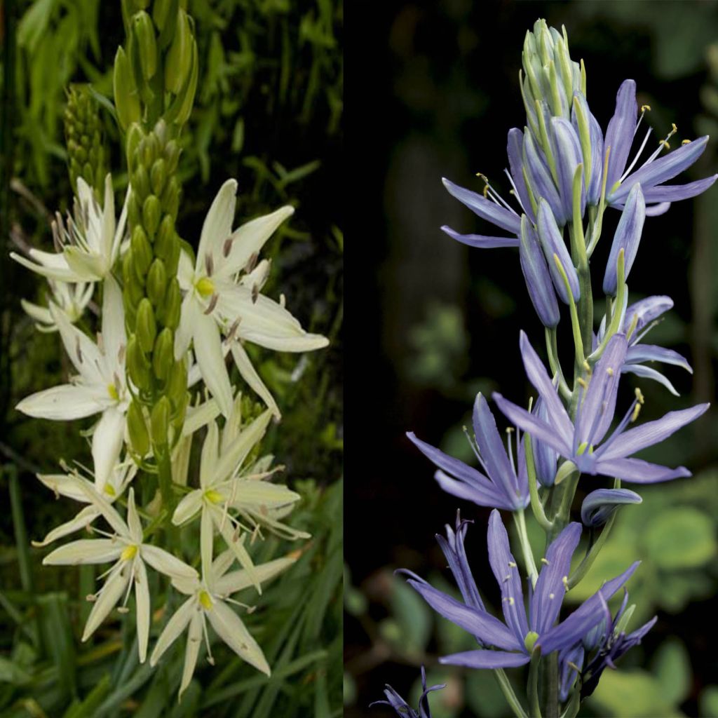 Collection of 8 White and Blue Camassias 