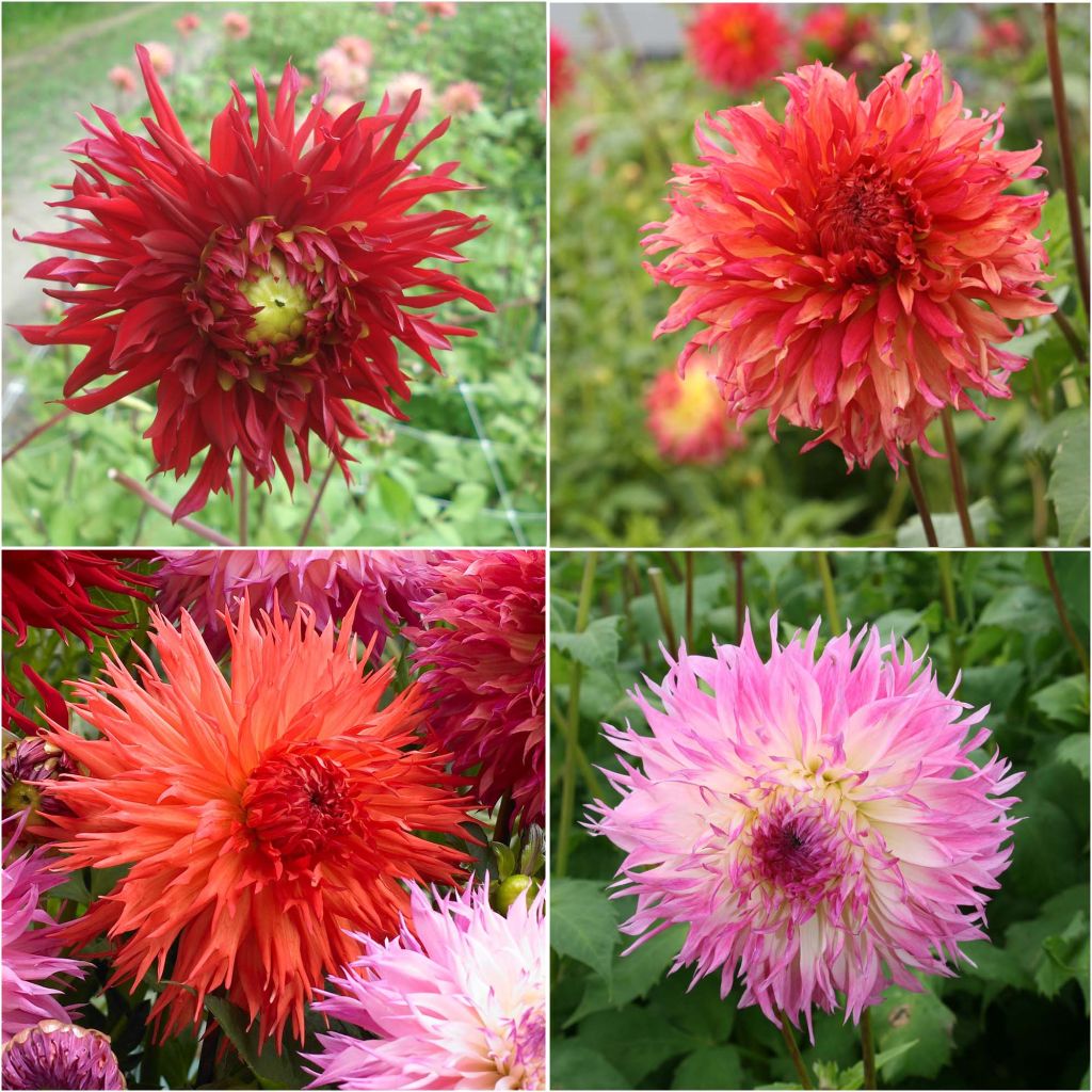 Dahlia Fireworks Collection