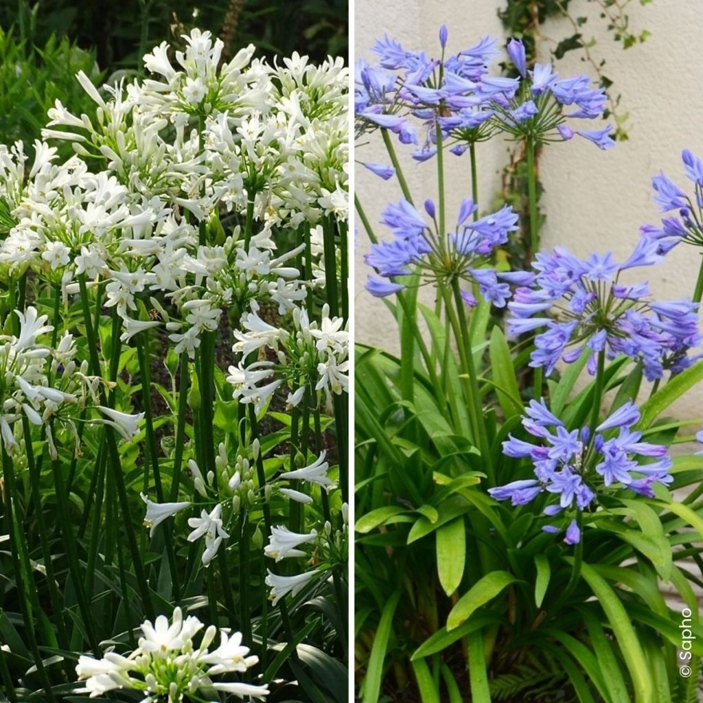 A Duo of Agapanthus Pitchoune 