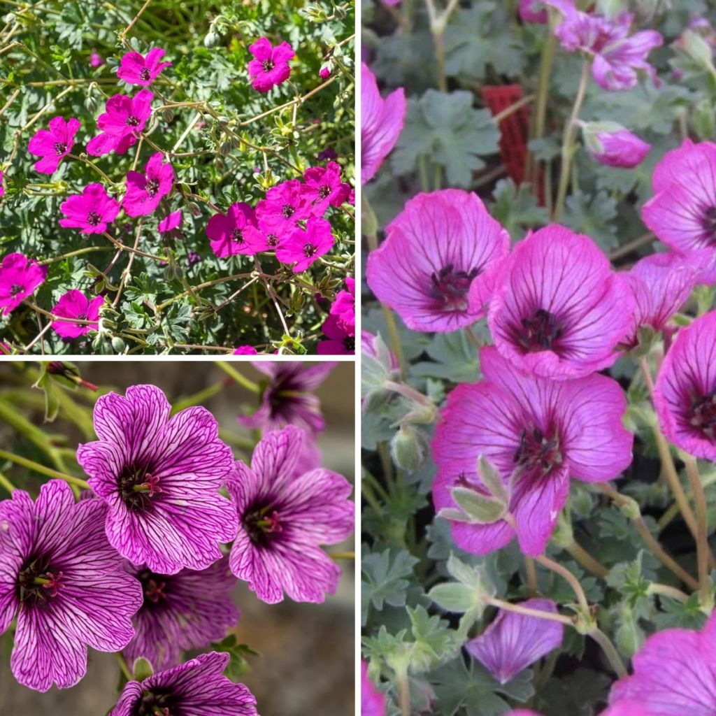 Rockery Geraniums Collection