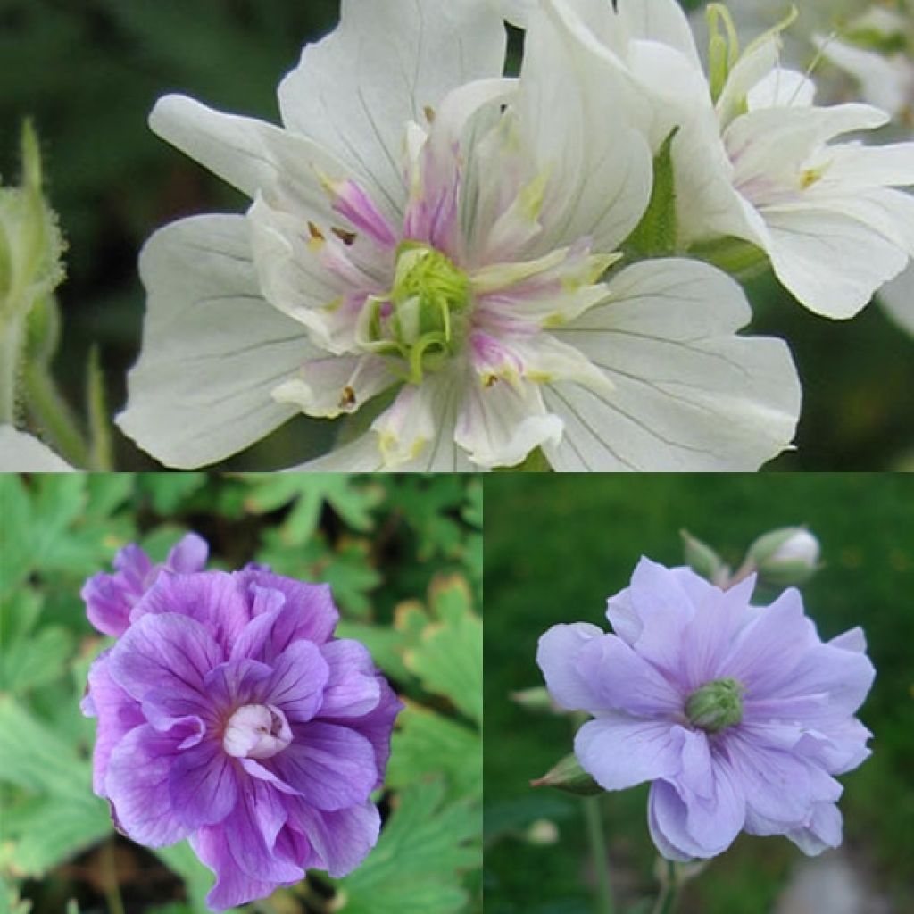 Collection of Double Geraniums
