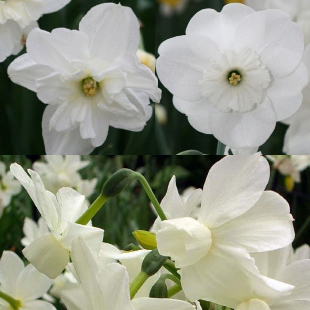 White daffodils collection