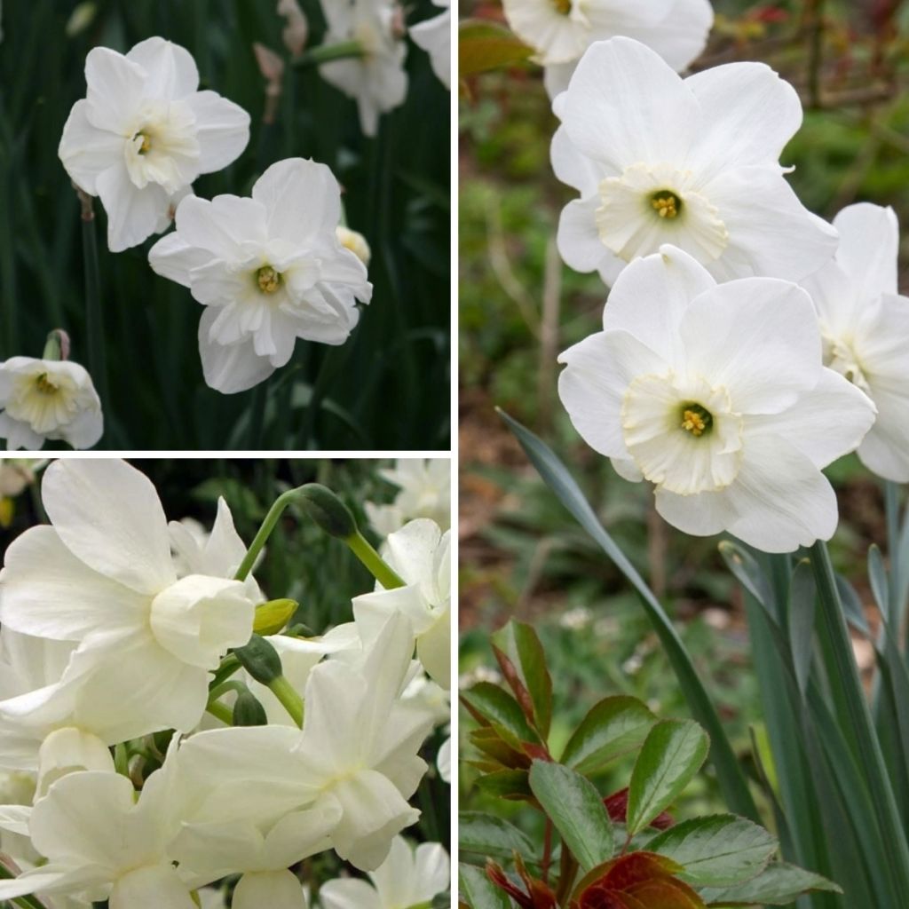 White daffodils collection