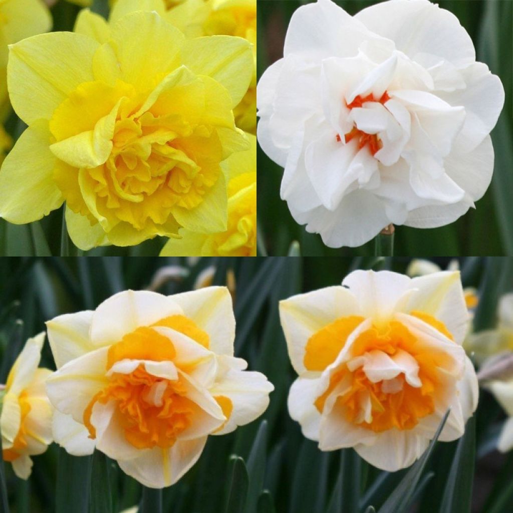 Double daffodil collection
