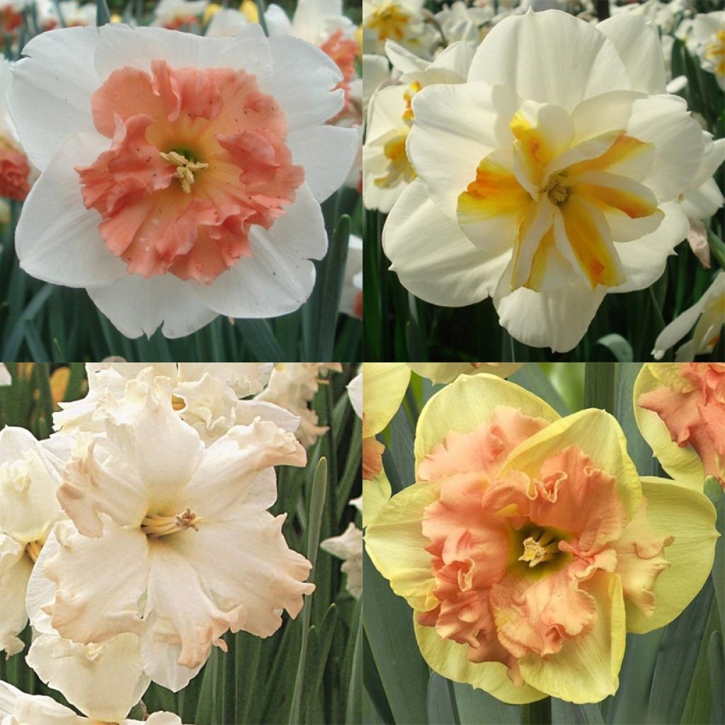 Narcissus Butterflies Collection