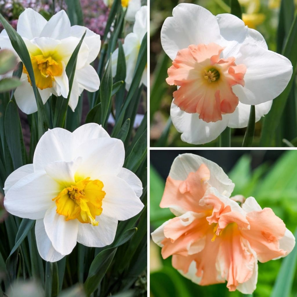 Narcissus Butterflies Collection