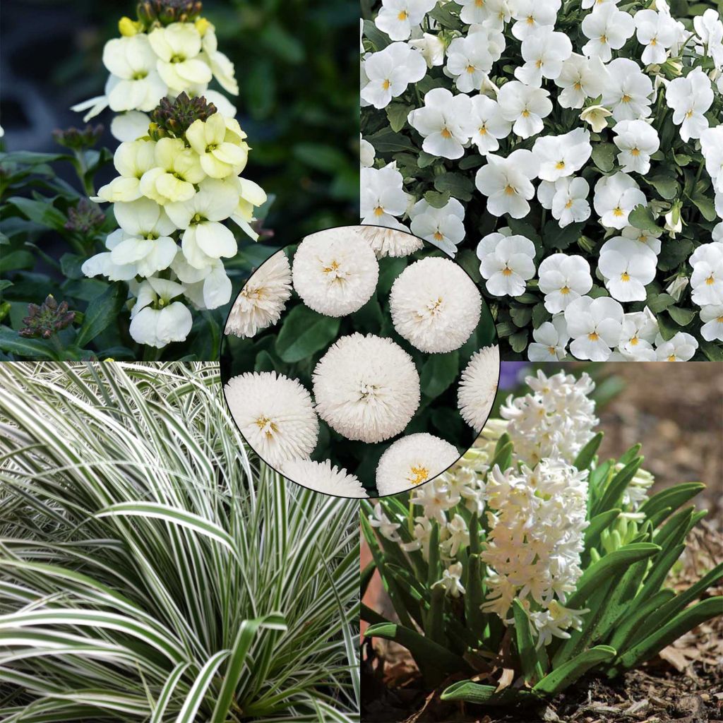 Ivory White Spring Collection