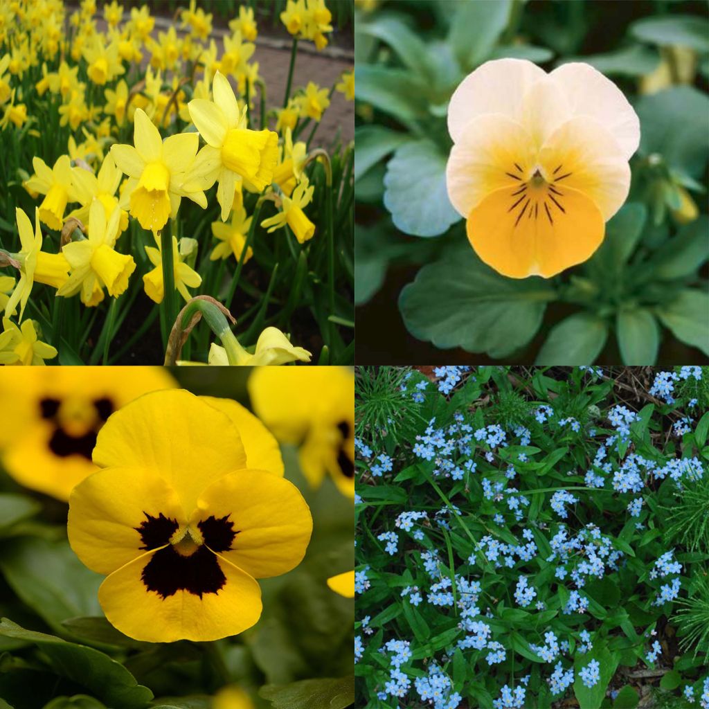 Blue and Yellow Spring Collection